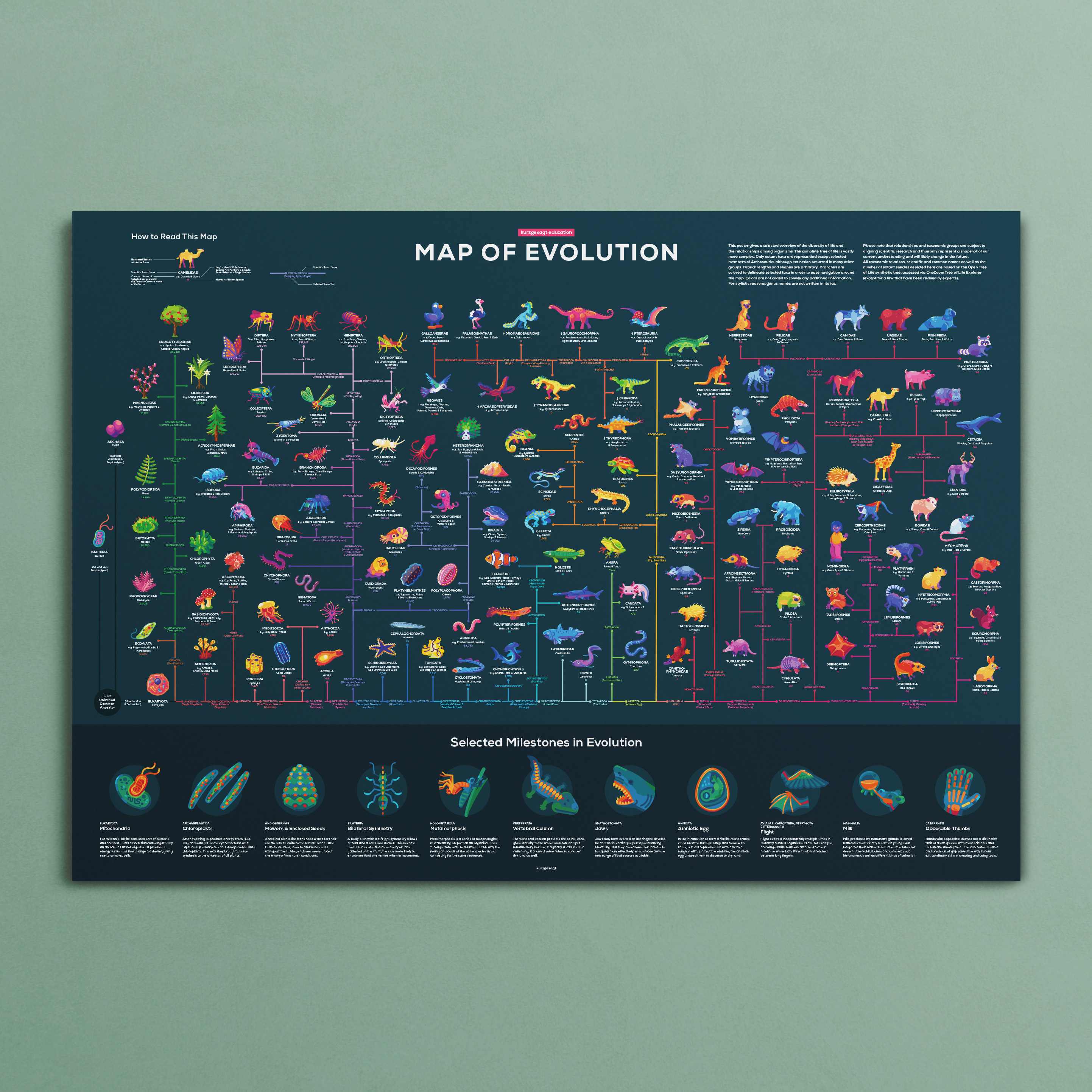 Education Edition Poster Bundle - Image 2