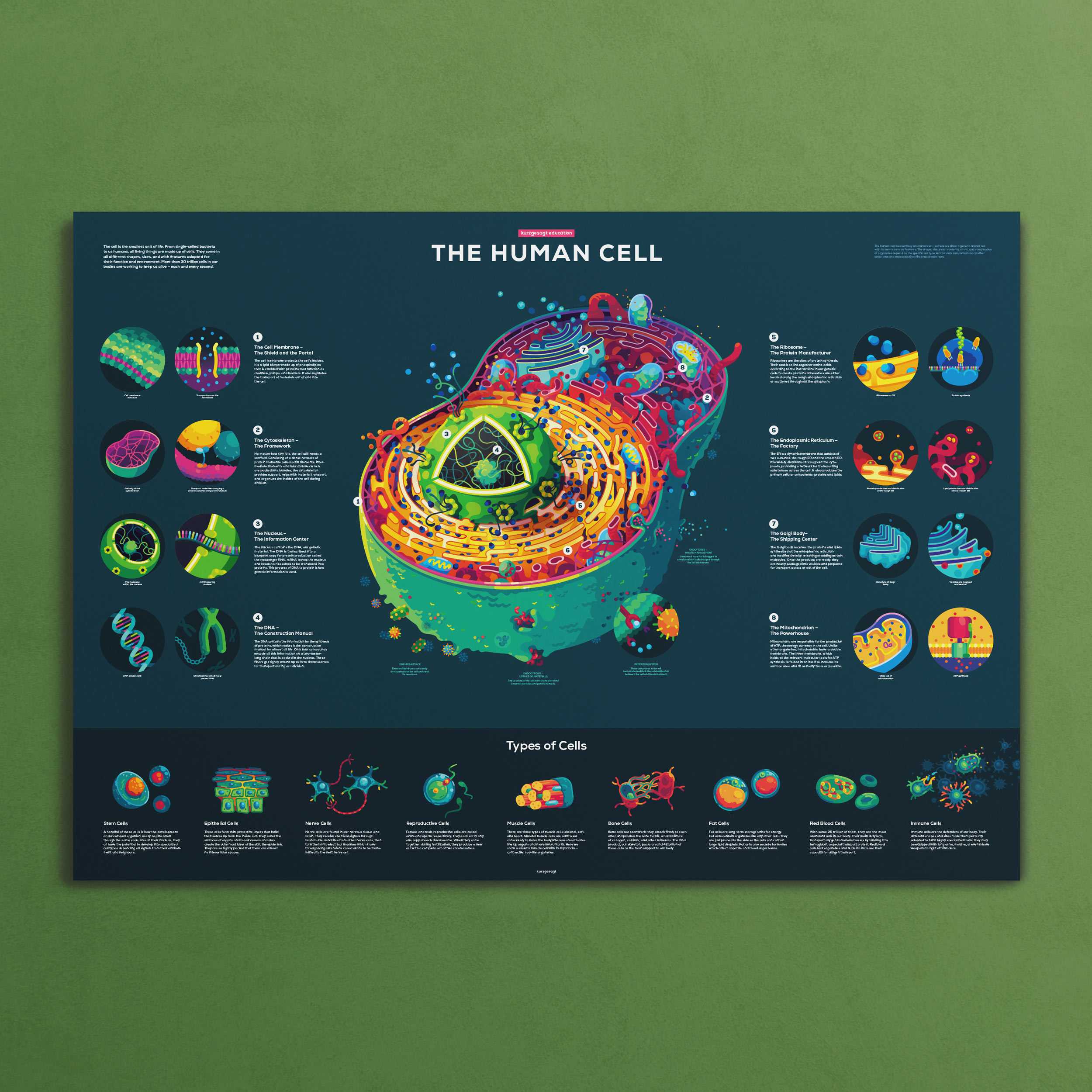 Human Cell Poster