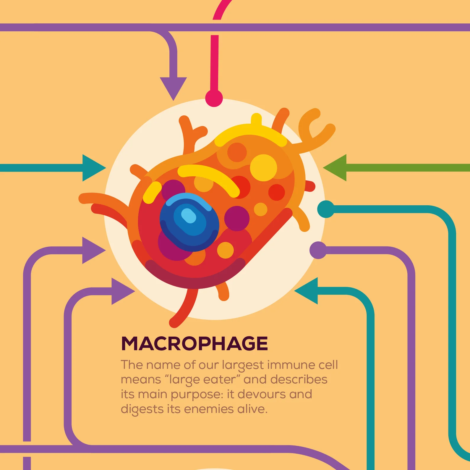 Immune Infographic Poster - Image 4